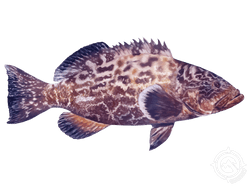 black grouper