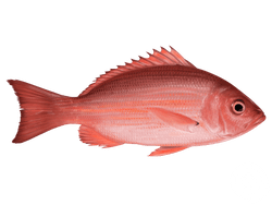 red snapper